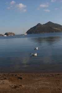 Ducks on grikos beach